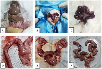 Construction of a model of endometritis in domestic rabbits using equine-derived pathogens and evaluation of therapeutic effect of sensitive drugs